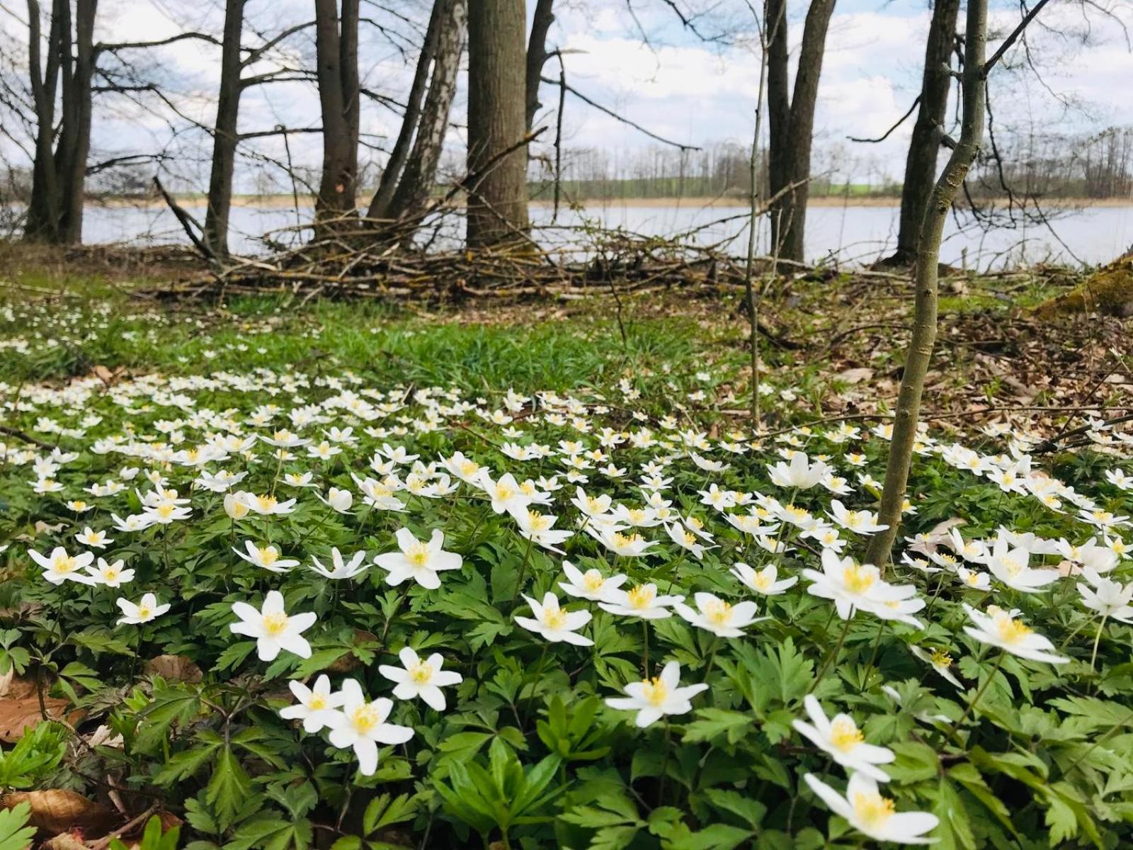 Ferienwohnung In Schmargendorf Bei Angermuende Angermunde Bagian luar foto